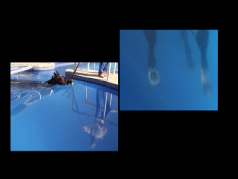 cavalo na piscina 1