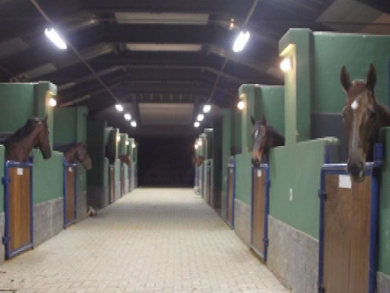 cavalos dentro do pavilhao