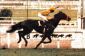 Itajara - g GP Jockey Club Brasileiro